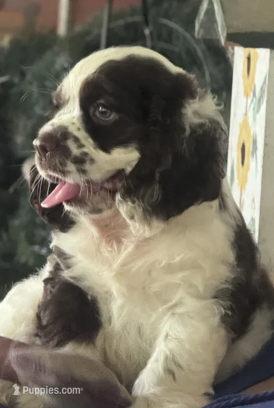 Rodeo – Cocker Spaniel puppy for sale in Avoca, IN