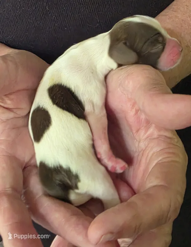 Jewel – Cocker Spaniel puppy on hold in Avoca, IN