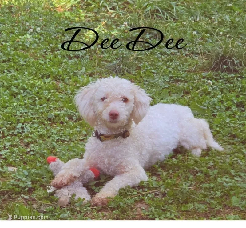 Dee Dee – Poodle - Miniature  puppy for sale in Avoca, IN