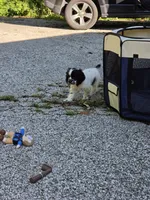 Joey, a male Cocker Spaniel for sale in Avoca, IN – 4 of 6