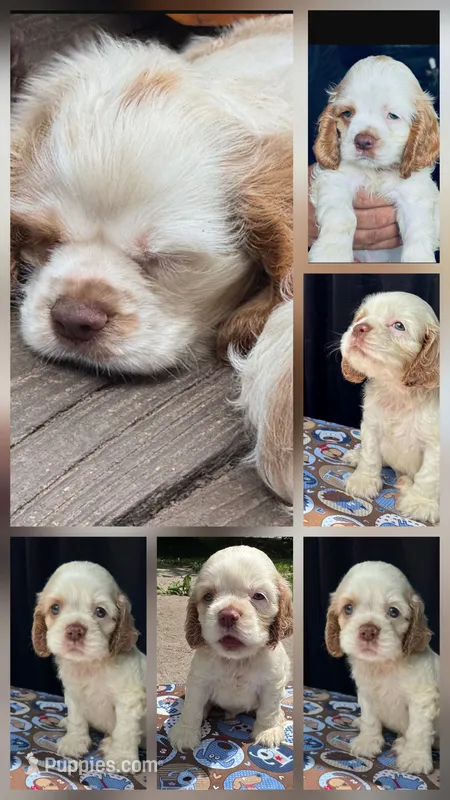 Henry – Cocker Spaniel puppy for sale in Avoca, IN
