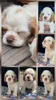 Henry, a male Cocker Spaniel for sale in Avoca, IN – 1 of 1