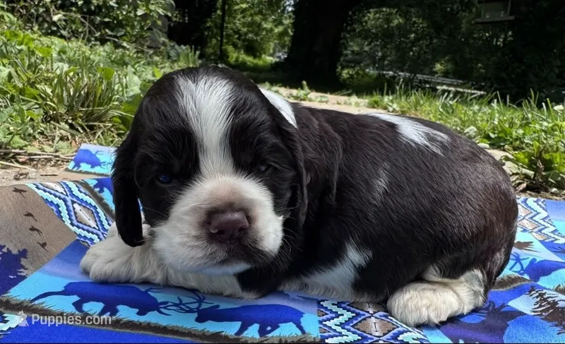 Cowboy – Cocker Spaniel puppy for sale in Avoca, IN