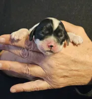 Skye, a female Cocker Spaniel for sale in Avoca, IN – Photo 1 of 3