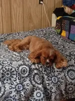 Olivia , a female Cavalier King Charles Spaniel for sale in Mountain View, MO – 5 of 5