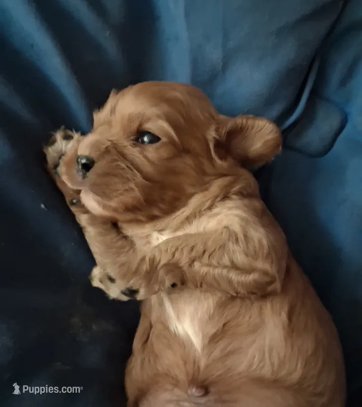 Noah – Cavalier King Charles Spaniel puppy for sale in Mountain View, MO