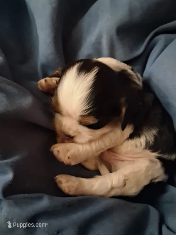 Levi – Cavalier King Charles Spaniel puppy for sale in Mountain View, MO