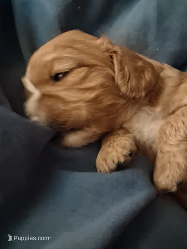 Oliver – Cavalier King Charles Spaniel puppy for sale in Mountain View, MO