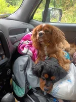 Benjamin, a male Cavalier King Charles Spaniel and Frenchton for sale in Mountain View, MO – 2 of 3