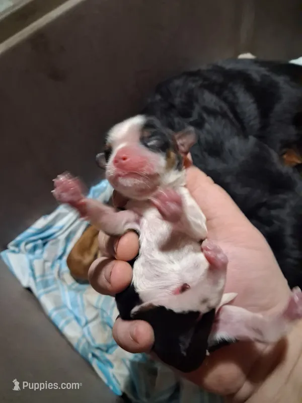 Levi – Cavalier King Charles Spaniel puppy for sale in Mountain View, MO