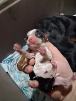 Levi, a male Cavalier King Charles Spaniel for sale in Mountain View, MO – 1 of 4
