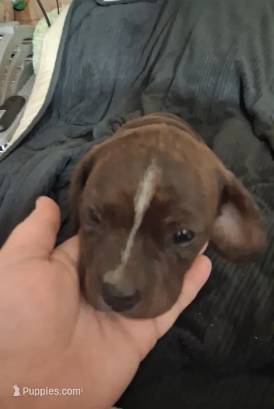 Brittany  – Cavalier King Charles Spaniel, Frenchton puppy for sale in Mountain View, MO