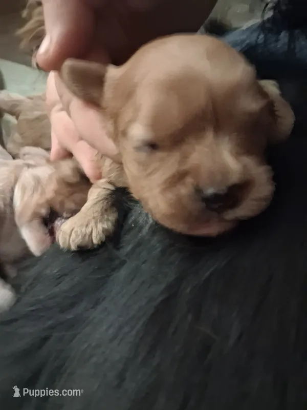 Noah – Cavalier King Charles Spaniel puppy for sale in Mountain View, MO