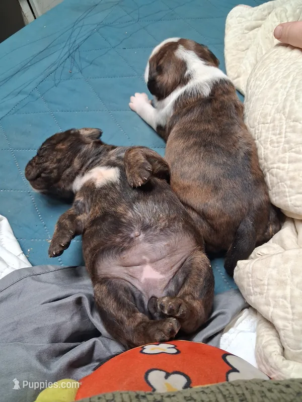 Brittany  – Cavalier King Charles Spaniel, Frenchton puppy for sale in Mountain View, MO