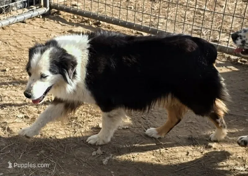 Amie – Australian Shepherd puppy for sale in Mountain View, MO