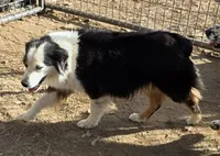 Amie, a  Australian Shepherd for sale in Mountain View, MO – 1 of 2