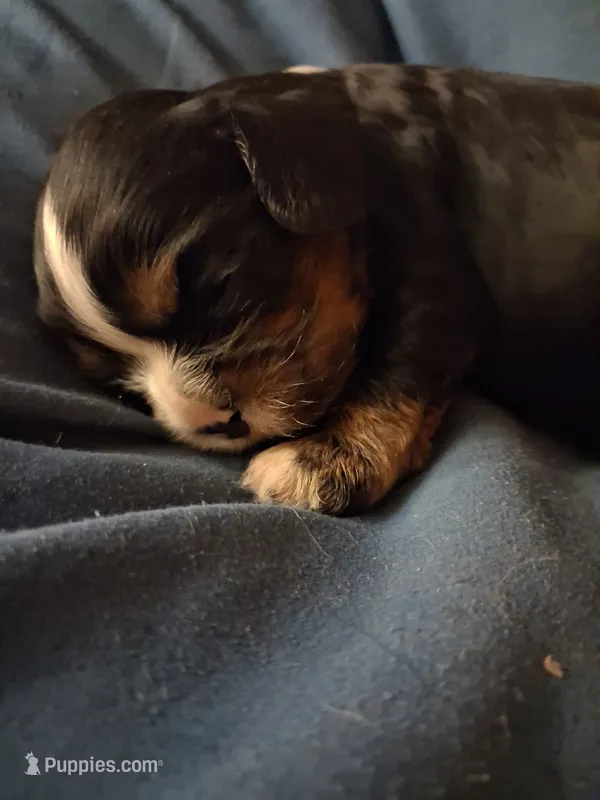 Olivia  – Cavalier King Charles Spaniel puppy for sale in Mountain View, MO