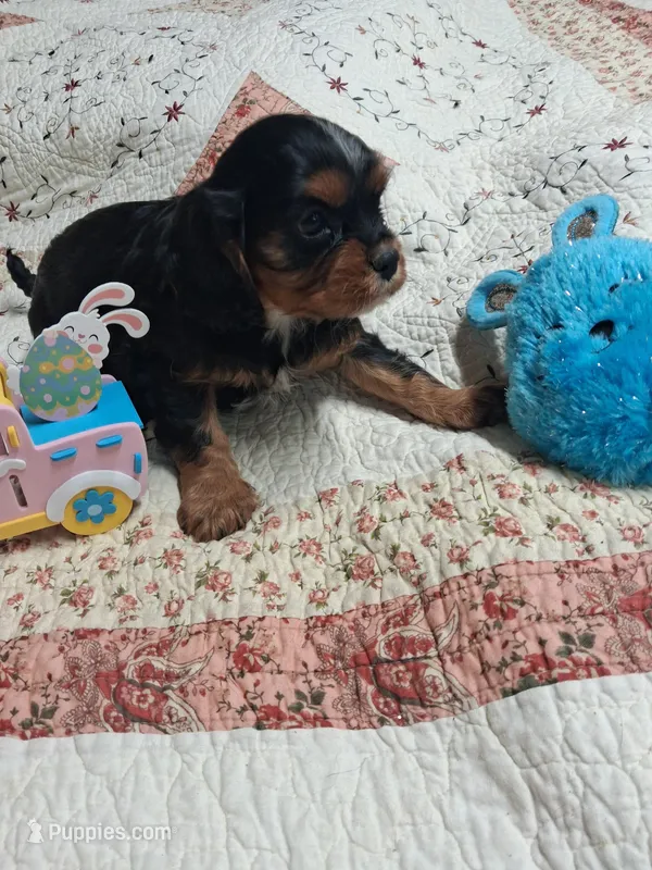 Paisley – Cavalier King Charles Spaniel puppy for sale in Mountain View, MO