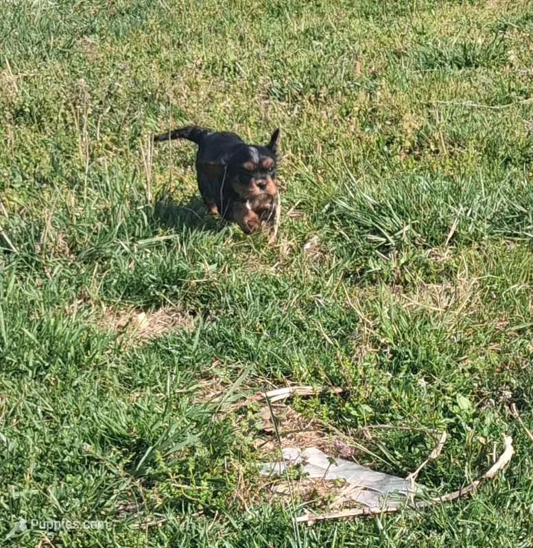 Paisley – Cavalier King Charles Spaniel puppy for sale in Mountain View, MO