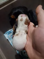 Evelyn , a female Cavalier King Charles Spaniel for sale in Mountain View, MO – 2 of 4