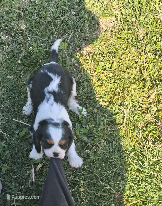 Snoopy – Cavalier King Charles Spaniel puppy for sale in Mountain View, MO