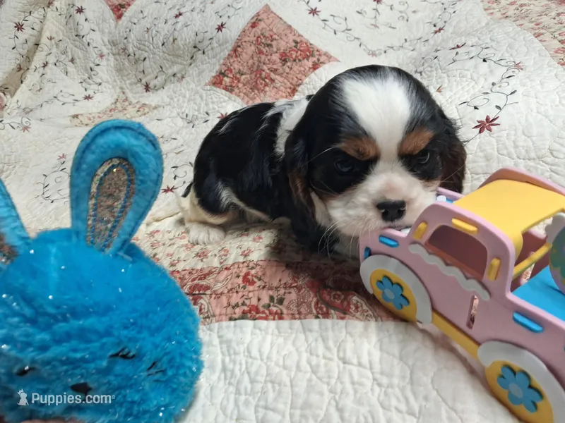 Snoopy – Cavalier King Charles Spaniel puppy for sale in Mountain View, MO