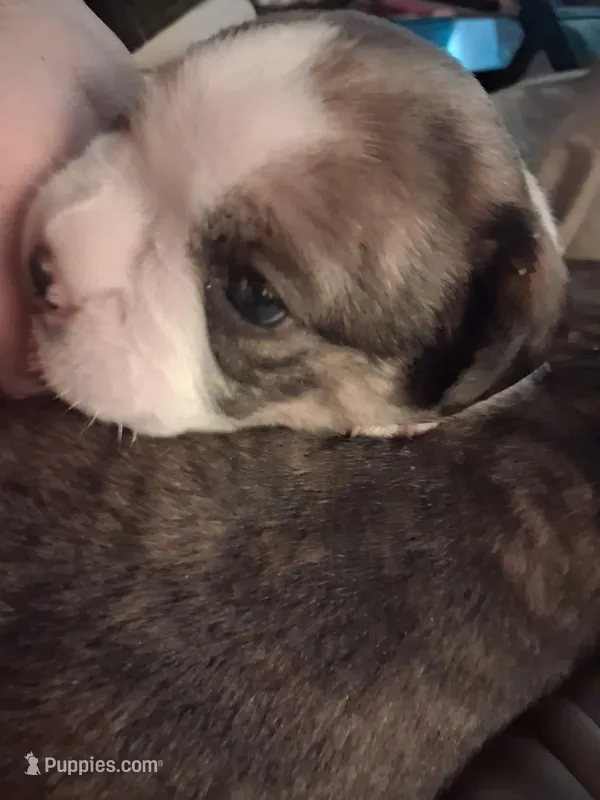 Benjamin – Cavalier King Charles Spaniel, Frenchton puppy for sale in Mountain View, MO