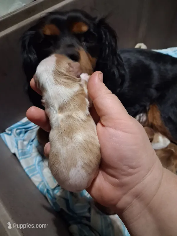 Liam – Cavalier King Charles Spaniel puppy for sale in Mountain View, MO