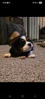 Levi, a male Cavalier King Charles Spaniel for sale in Mountain View, MO – 4 of 4