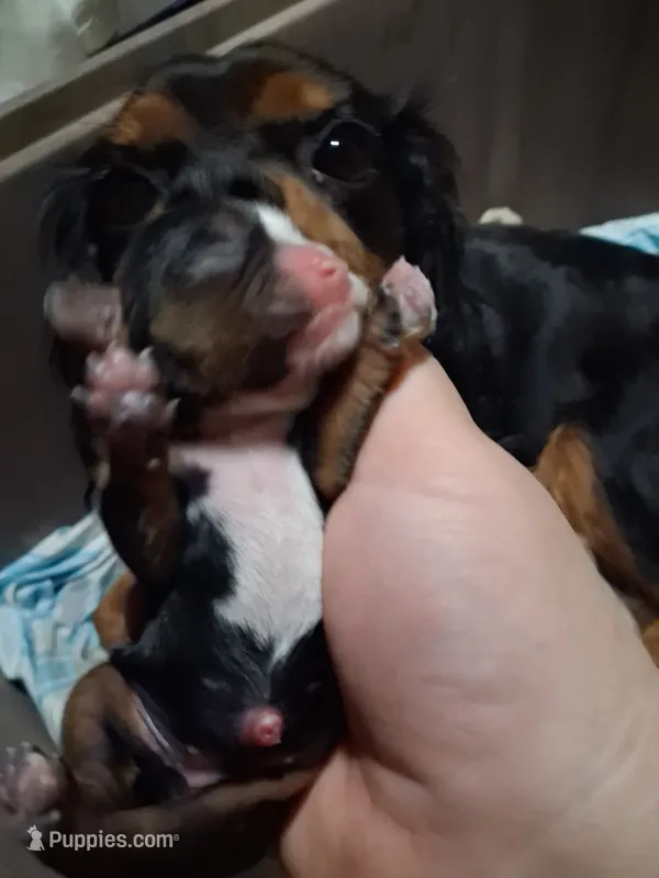 Olivia  – Cavalier King Charles Spaniel puppy for sale in Mountain View, MO