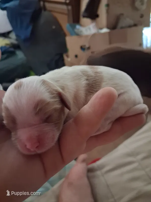 Evelyn  – Cavalier King Charles Spaniel puppy for sale in Mountain View, MO