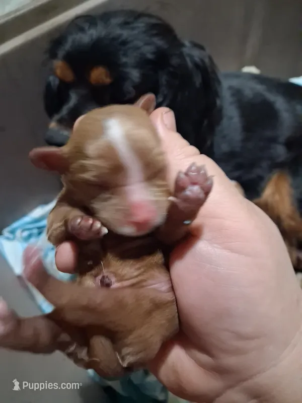 Oliver – Cavalier King Charles Spaniel puppy for sale in Mountain View, MO