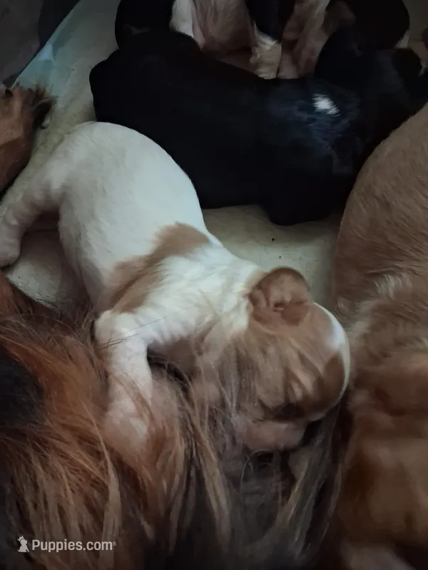 Evelyn  – Cavalier King Charles Spaniel puppy for sale in Mountain View, MO