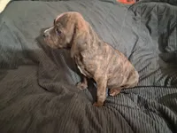 Brittany , a female Puggle for sale in Mountain View, MO – 3 of 3