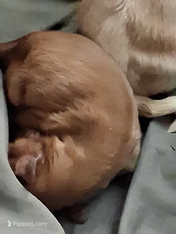 Noah – Cavalier King Charles Spaniel puppy for sale in Mountain View, MO