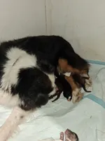 Arlo, a male Australian Shepherd for sale in Mountain View, MO – 5 of 5