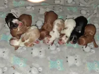 Noah, a male Cavalier King Charles Spaniel for sale in Mountain View, MO – 2 of 4