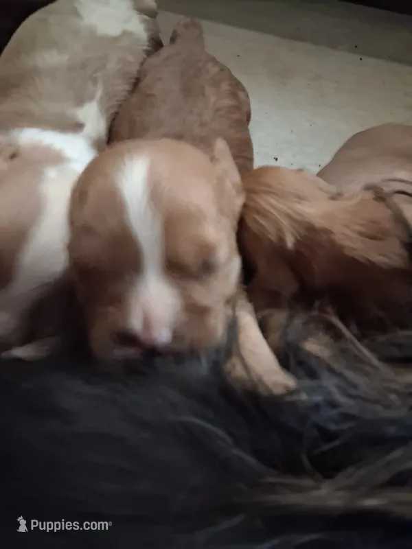 Oliver – Cavalier King Charles Spaniel puppy for sale in Mountain View, MO