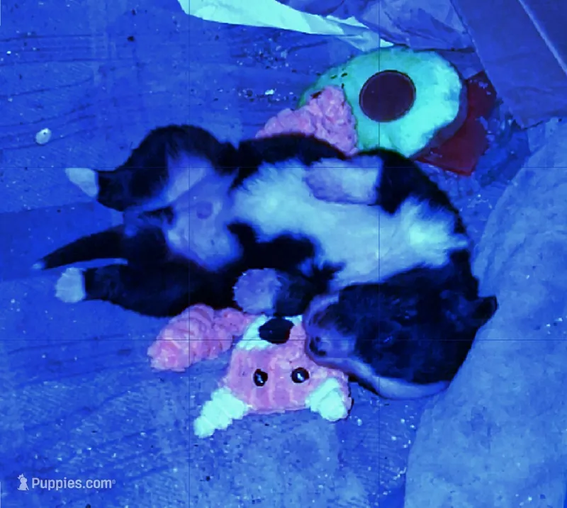 Arlo – Australian Shepherd puppy for sale in Mountain View, MO