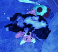 Arlo, a male Australian Shepherd for sale in Mountain View, MO – 1 of 5