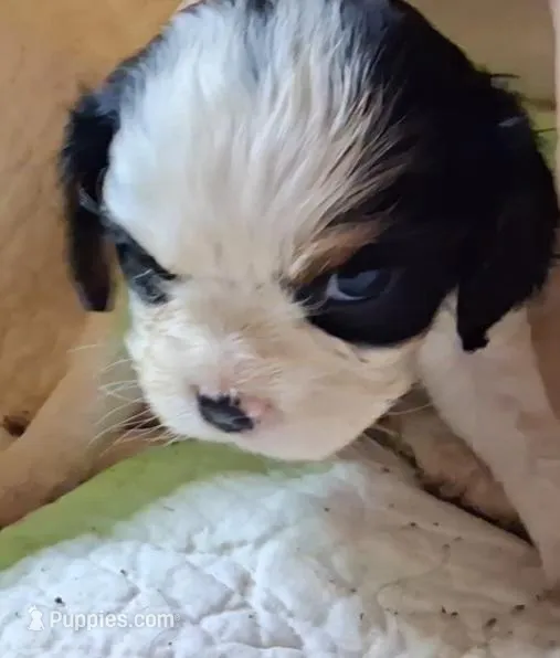 Cupid – Cavalier King Charles Spaniel puppy for sale in Mountain View, MO