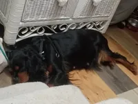 Sophia, a female Cavalier King Charles Spaniel for sale in Mountain View, MO – 3 of 4