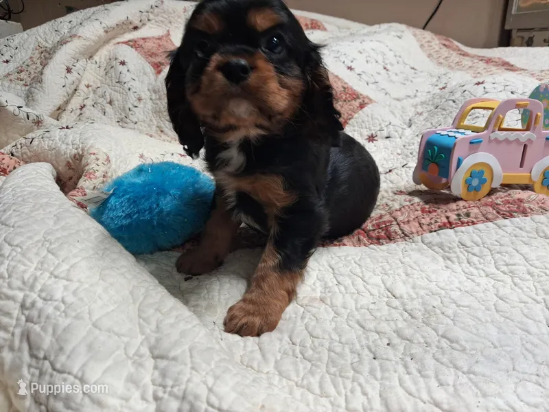 Walter – Cavalier King Charles Spaniel puppy for sale in Mountain View, MO