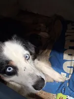 Arlo, a male Australian Shepherd for sale in Mountain View, MO – 4 of 5