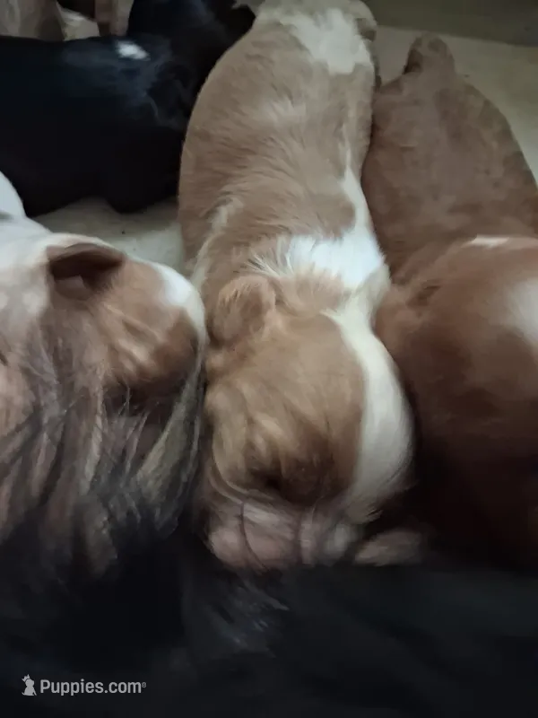 Liam – Cavalier King Charles Spaniel puppy for sale in Mountain View, MO
