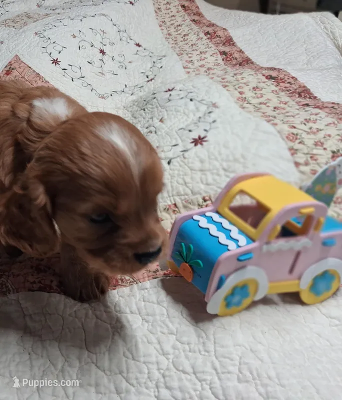 Oakley, a male Cavalier King Charles Spaniel for sale in Mountain View, MO – Photo 1 of 1