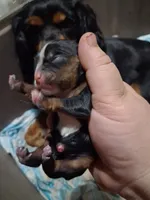 Olivia , a female Cavalier King Charles Spaniel for sale in Mountain View, MO – 2 of 5