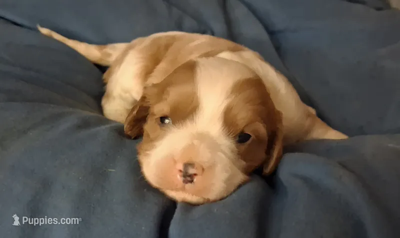 Liam – Cavalier King Charles Spaniel puppy for sale in Mountain View, MO