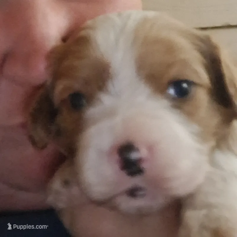 Liam – Cavalier King Charles Spaniel puppy for sale in Mountain View, MO
