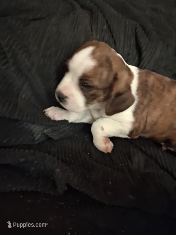 Benjamin – Cavalier King Charles Spaniel, Frenchton puppy for sale in Mountain View, MO